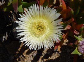 Carpobrotus edulis